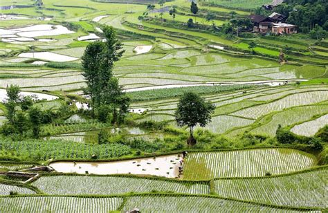 what crops are grown in the north china plain